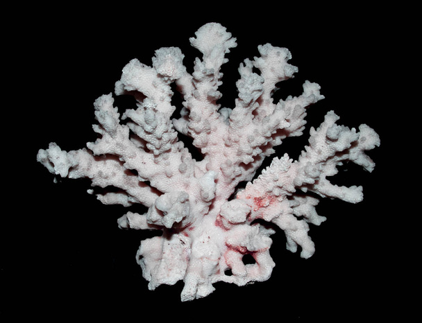 Pieza de coral blanco de cerca sobre fondo blanco
 - Foto, imagen