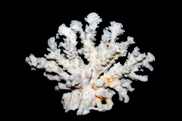 Koral biały kawałek Close Up na białym tle - Zdjęcie, obraz