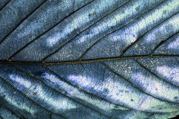 herbstliche britische Blätter in Nahaufnahme abstrakt - Foto, Bild