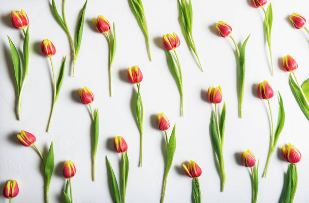 Pattern of tulips on white background. Flat lay. - Фото, изображение