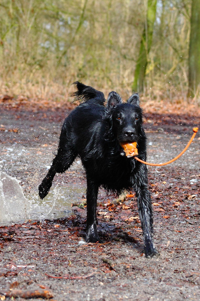 Young Flat Coated Retriever - Photo, Image