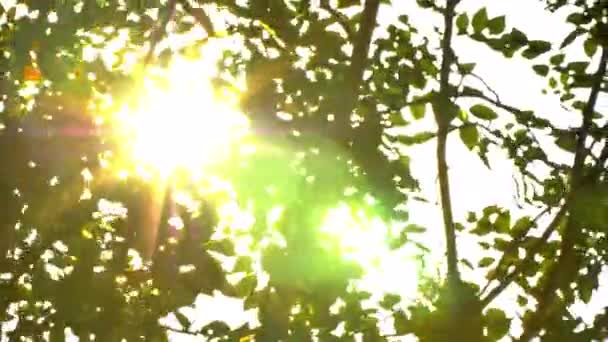 Belo pôr-do-sol fora de foco. Sol brilhar thorugh o sopro em folhas de árvore de vento. 4K handheld da luz com flare
 - Filmagem, Vídeo