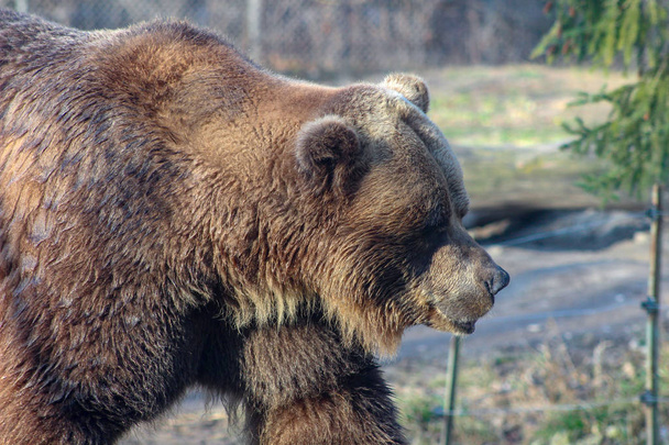 Kahverengi ayı çimenlerin üzerinde yürüyüş ve yiyecek arayan - Fotoğraf, Görsel