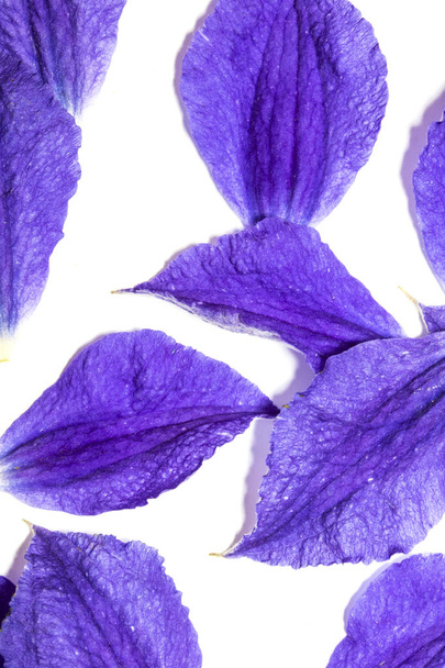Pretty Clematis Flower and Petals on White Background - Valokuva, kuva