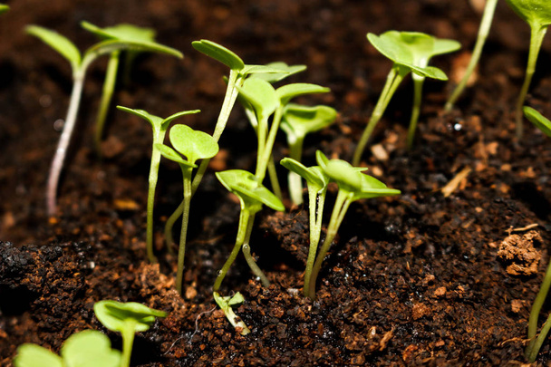 Microgreens cultivant des plateaux de germes biologiques en rack d'agriculture urbaine
 - Photo, image