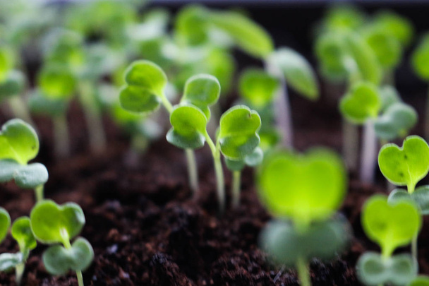 Μικροπράσινοι αναπτυσσοδόνοι οργανικές θήκες φύτρων - Φωτογραφία, εικόνα