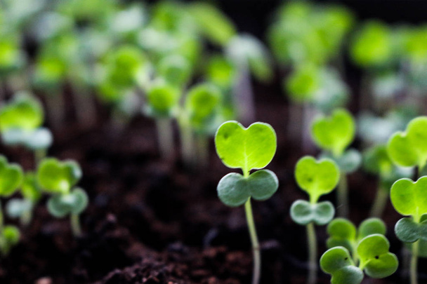 Microgreens growing urban farming rack organic sprout trays - Photo, Image