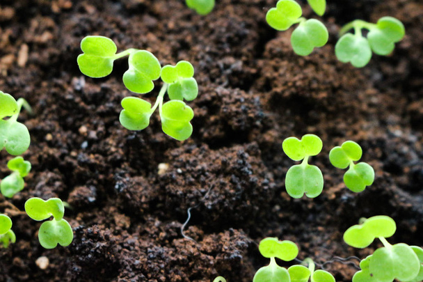 MikrogrÃ ¼ ne wachsen urbane Landwirtschaft Gestell organische Sprossen Tabletts - Foto, Bild