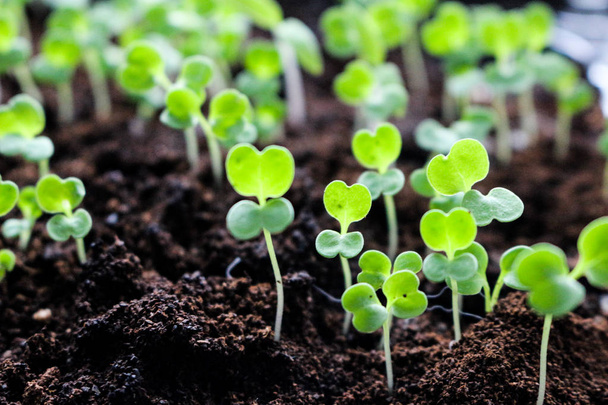 Microgreens cultivant des plateaux de germes biologiques en rack d'agriculture urbaine
 - Photo, image