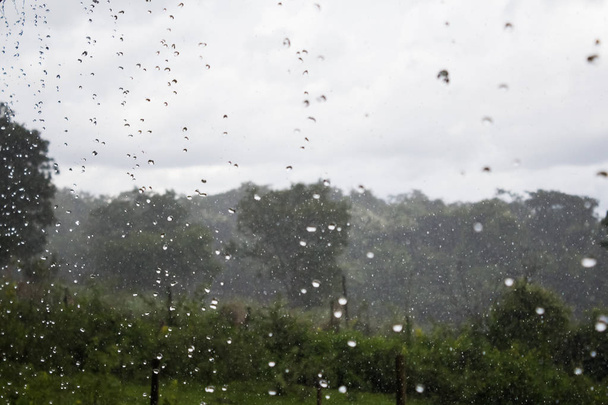 Βροχής σε δάσος, το φυσικό υπόβαθρο και την υφή. Θολή  - Φωτογραφία, εικόνα