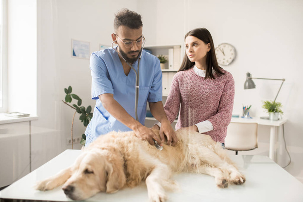 Молодой серьезный ветеринар осматривает больную собаку со стетоскопом и консультирует хозяина домашнего животного
 - Фото, изображение