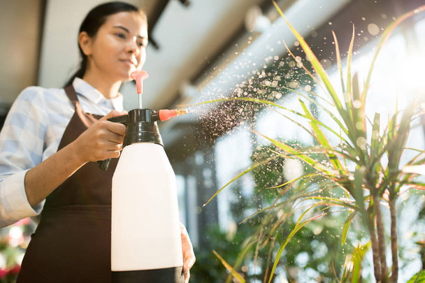 Молодой флорист в рабочей одежде распыляет воду из пластикового контейнера на цветы во время работы в магазине
 - Фото, изображение