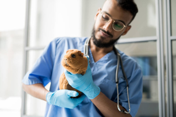 Мила пухнаста коричнева морська свинка в рукавичках молодого професійного ветеринара перед оглядом
 - Фото, зображення
