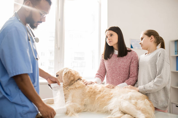 Menina e sua mãe consultoria com veterinário profissional colocando bandagem na pata do cão doente
 - Foto, Imagem