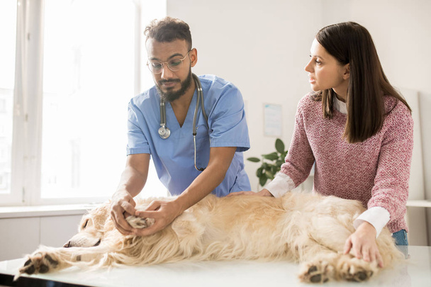 Médico veterinario profesional en uniforme revisando patas de perro recuperador enfermo y consultando a mujer joven sobre cómo cuidar de la mascota
 - Foto, Imagen