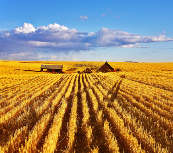 The autumn midday on fields of Montana - Fotografie, Obrázek