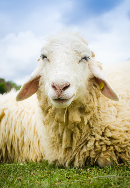 Закрыть овцу
 - Фото, изображение