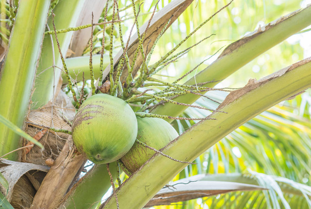 Closeup kokos na kokosová palma v ovocnářství - Fotografie, Obrázek