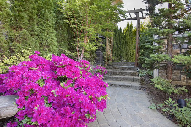 Рожева Азалія квітучого саду шляху - Фото, зображення