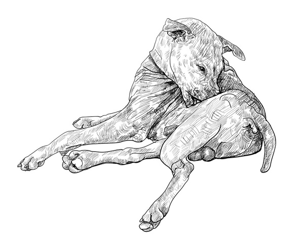 Il cane rognoso
 - Vettoriali, immagini