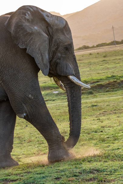 Portrait d'un éléphant - Photo, image