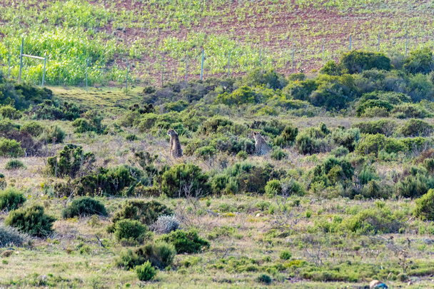 cheetah hiding in the bush - Foto, Imagem