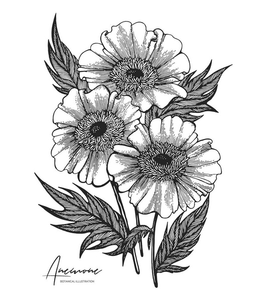 Engraved hand drawn illustrations of anemone. All element isolated. Design elements for wedding invitations, greeting cards, wrapping paper, cosmetics packaging, labels, tags, quotes, blogs, posters. - Vektor, obrázek