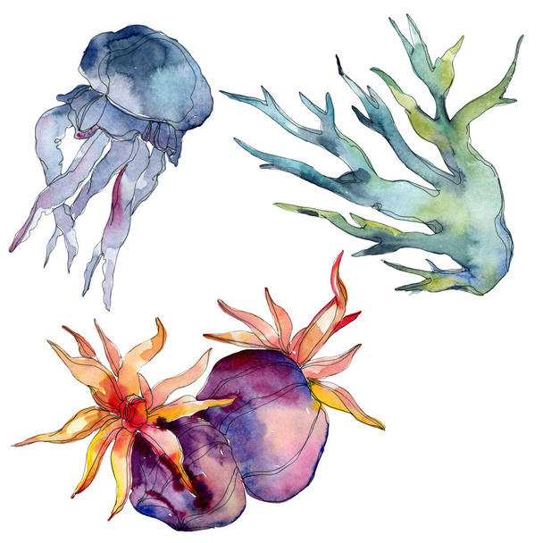 Jellyfish and aquatic underwater nature coral reef. Tropical plant sea and ocean water life element. Watercolor background illustration set. Watercolour drawing fashion aquarelle isolated. - 写真・画像