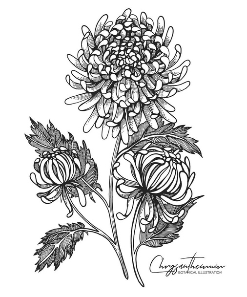 Engraved hand drawn illustrations of chrysanthemum. All element isolated. Design elements for wedding invitations, greeting cards, wrapping paper, cosmetics packaging, labels, tags, quotes, posters. - Διάνυσμα, εικόνα