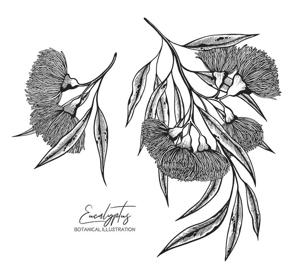 Black and white vector sketch illustration of eucalyptus. Design elements for wedding invitations, greeting cards, wrapping paper, cosmetics packaging, labels, tags, quotes, blogs, posters - Διάνυσμα, εικόνα