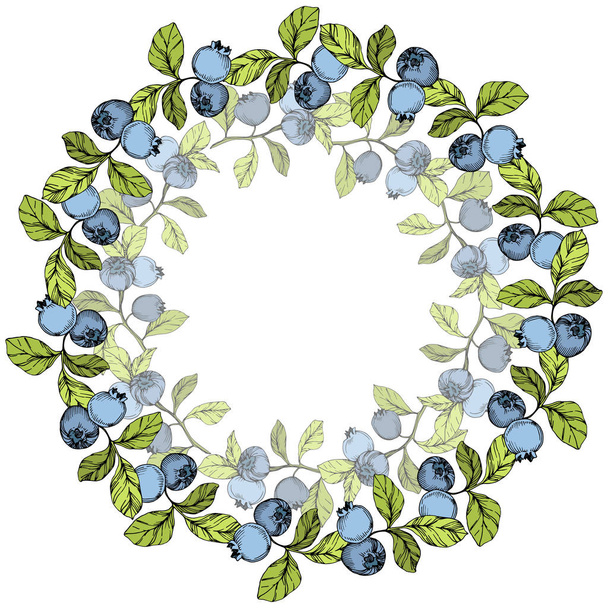 Vector Blueberry blue and green engraved ink art. Berries and green leaves. Leaf plant botanical garden floral foliage. Frame border ornament square. - Vektor, obrázek