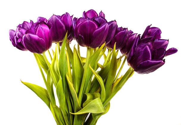 bouquet of beautiful purple tulips. isolated on white background - Fotó, kép