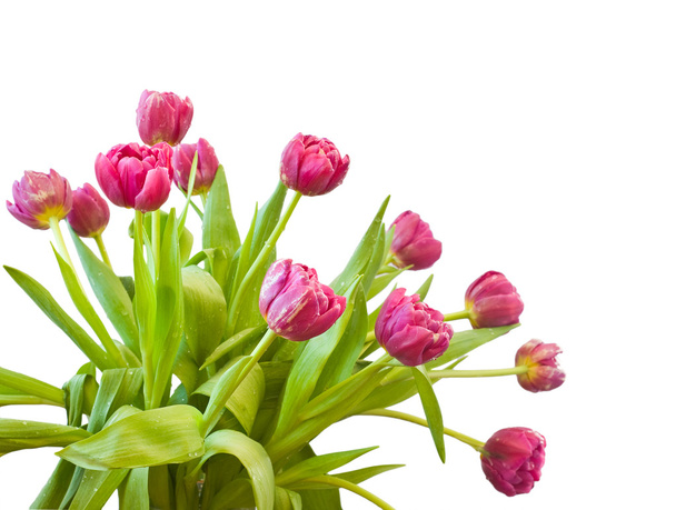 Bouquet of the tulips - Fotoğraf, Görsel