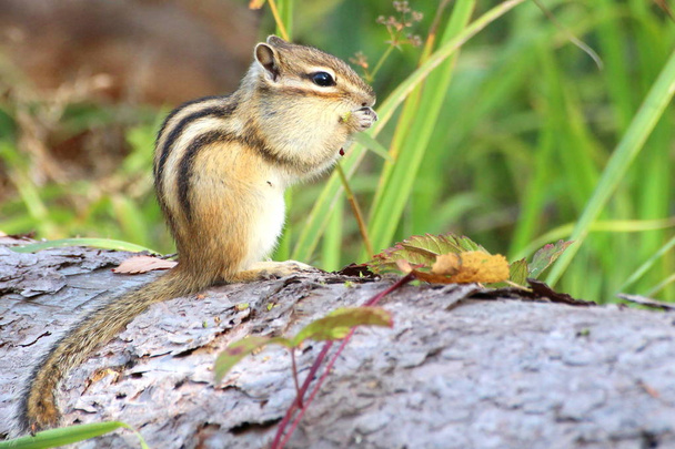 Chipmunk poses in front of a camera in the wild, nibbles on plant seeds, high contrast, high brightness, green background - 写真・画像