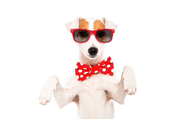 Портрет веселого пса Джека Рассела Терьера в бабочке и солнечных очках на белом фоне
 - Фото, изображение