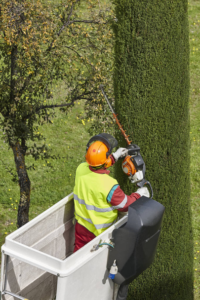 Travailleur équipé taille un arbre sur une grue. Jardinage
 - Photo, image
