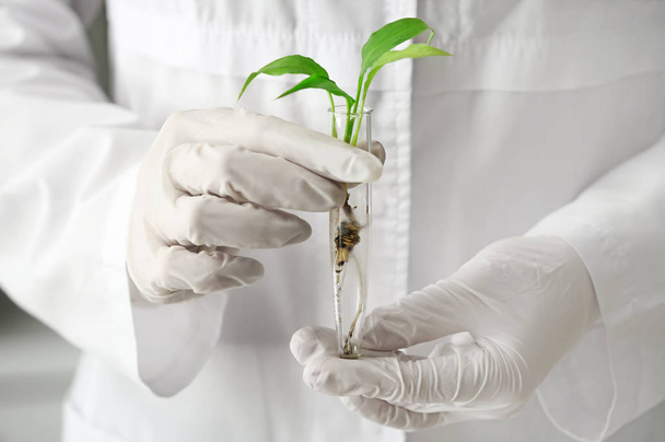 Lab werknemer houden reageerbuis met plant, close-up - Foto, afbeelding