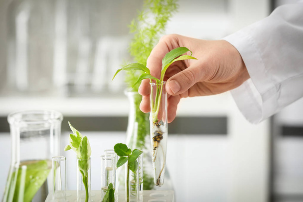 Lab worker holding test tube with plant on blurred background, closeup - Photo, Image