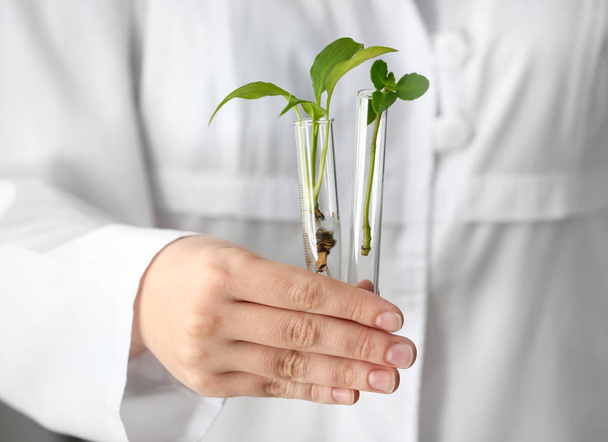 Lab worker holding test tubes with plants, closeup - Fotó, kép