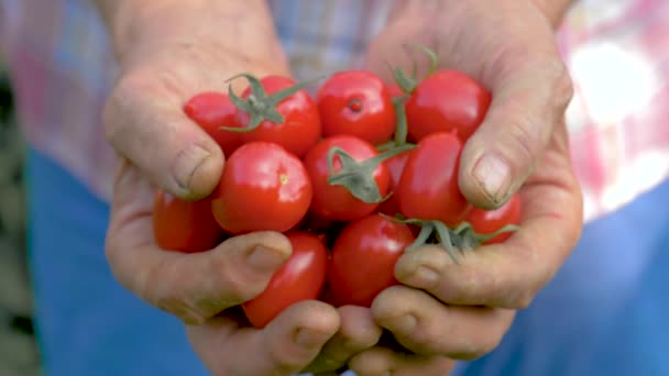 Yaşlı bir kadın olgun kırmızı kiraz domates yakın tutan eller - Video, Çekim