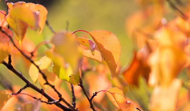 red leaves on a tree in autumn - Foto, Imagem