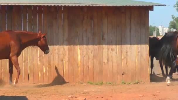 Koně na farmě brzy na jaře - Záběry, video