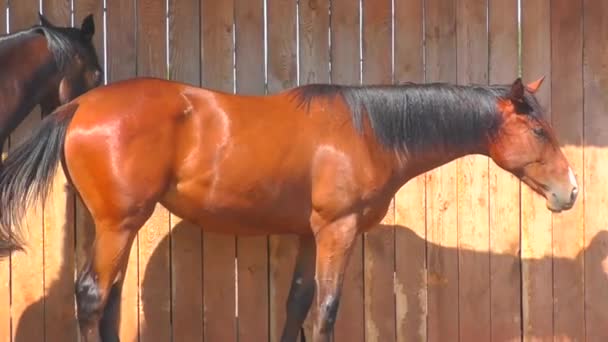 Konie w gospodarstwie wczesną wiosną - Materiał filmowy, wideo