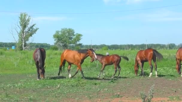 Paarden op de boerderij vroege voorjaar - Video