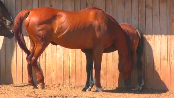 Pferde auf dem Bauernhof im Frühjahr - Filmmaterial, Video