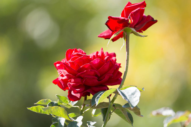 beautiful red rose in nature - 写真・画像