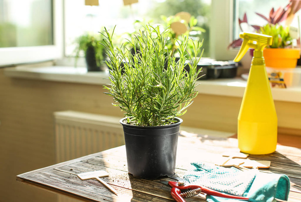 Pot with fresh aromatic rosemary on wooden table indoors - Photo, Image
