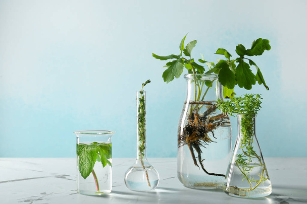 Glassware with herbs on light table - Zdjęcie, obraz