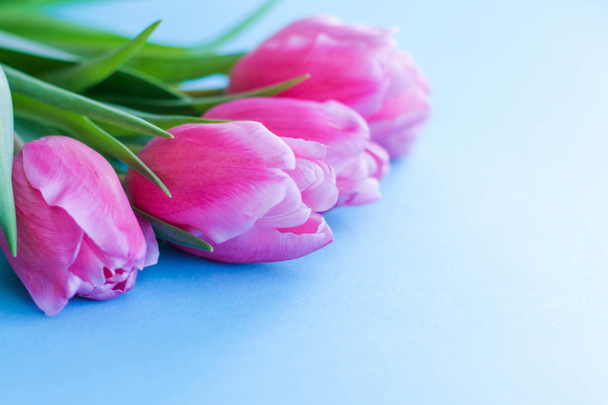 tulipanes rosados sobre fondo azul.flowers como regalo
 - Foto, imagen