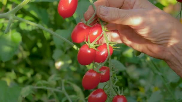 Ręce kobiety dojrzałe zbierane z buszu w szklarni czerwone pomidory Cherry - Materiał filmowy, wideo